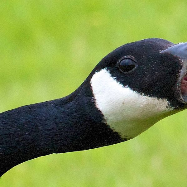 INDIGNITY VOL. 3, NO. 82: Animals attack!