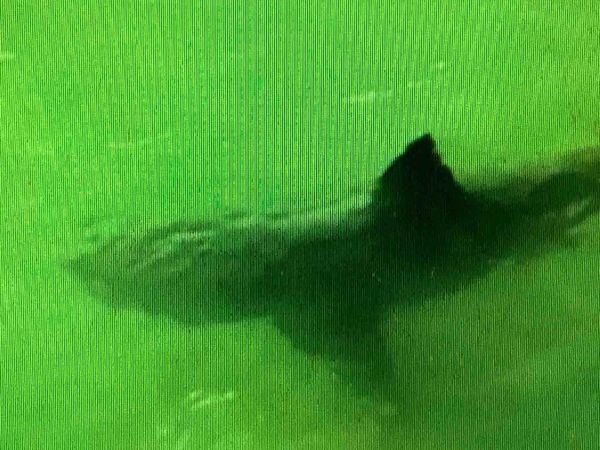 Indignity Morning Podcast No. 81: People and sharks swimming together.