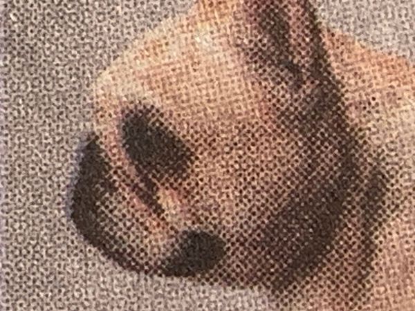 Indignity Morning Podcast No. 211: Doggos, science, put it on page one.