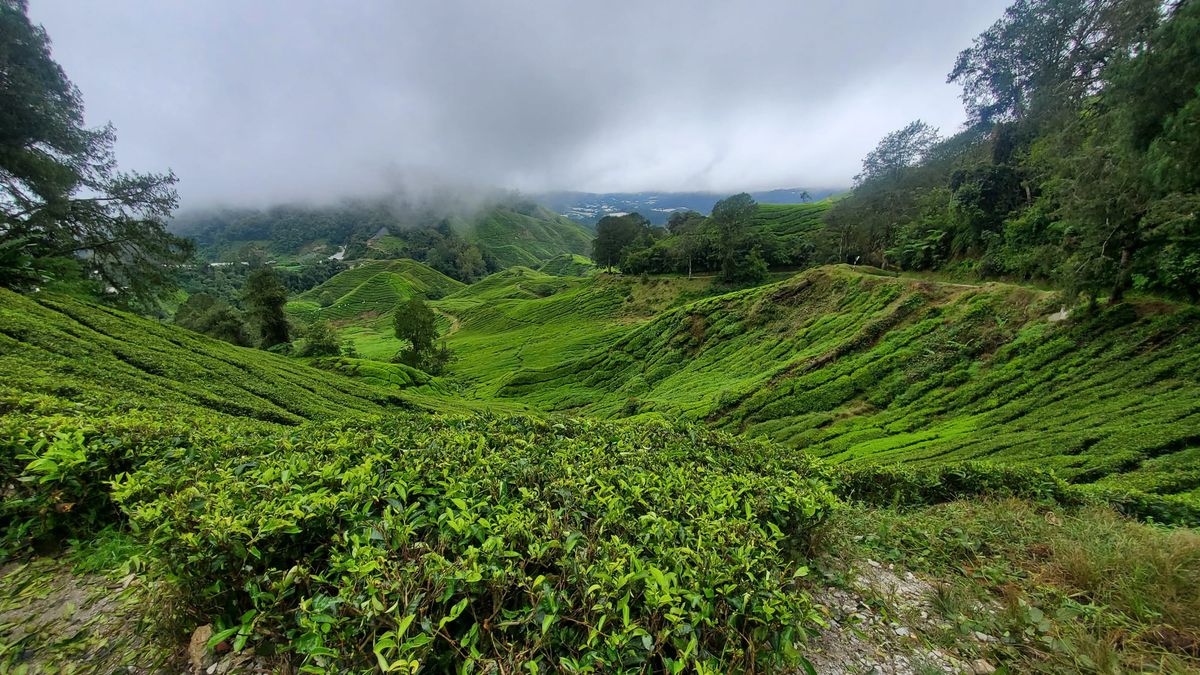 Guilty Pleasure: the tension of tea