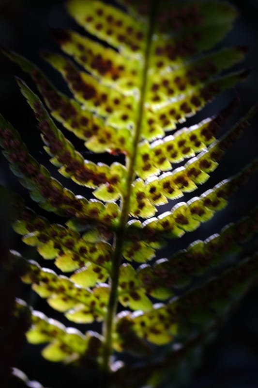 Fuji XT1 macro picture.