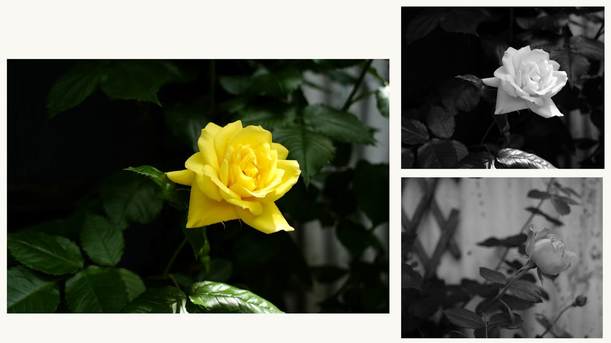 Black & white and color botanical example images.