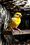 IL PRIVATE EQUITY U.S.A. E' IL "CANARY IN THE MINE"? - 8 Ottobre 2025 - FREE