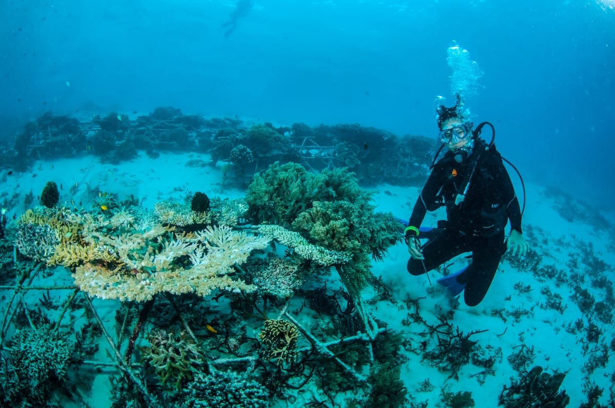 photos: adobe stock footage - diver under water with coral restoratin
