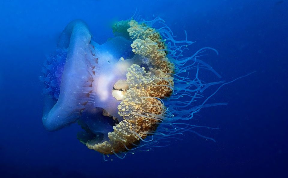 12th WIMOSA Scientific Symposium Side Event