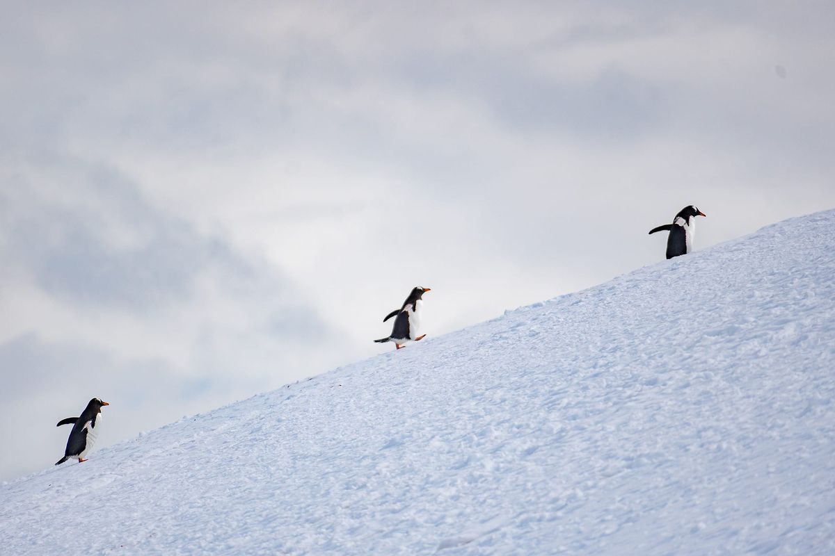 2023 - Antarctica Planning - Camera Edition