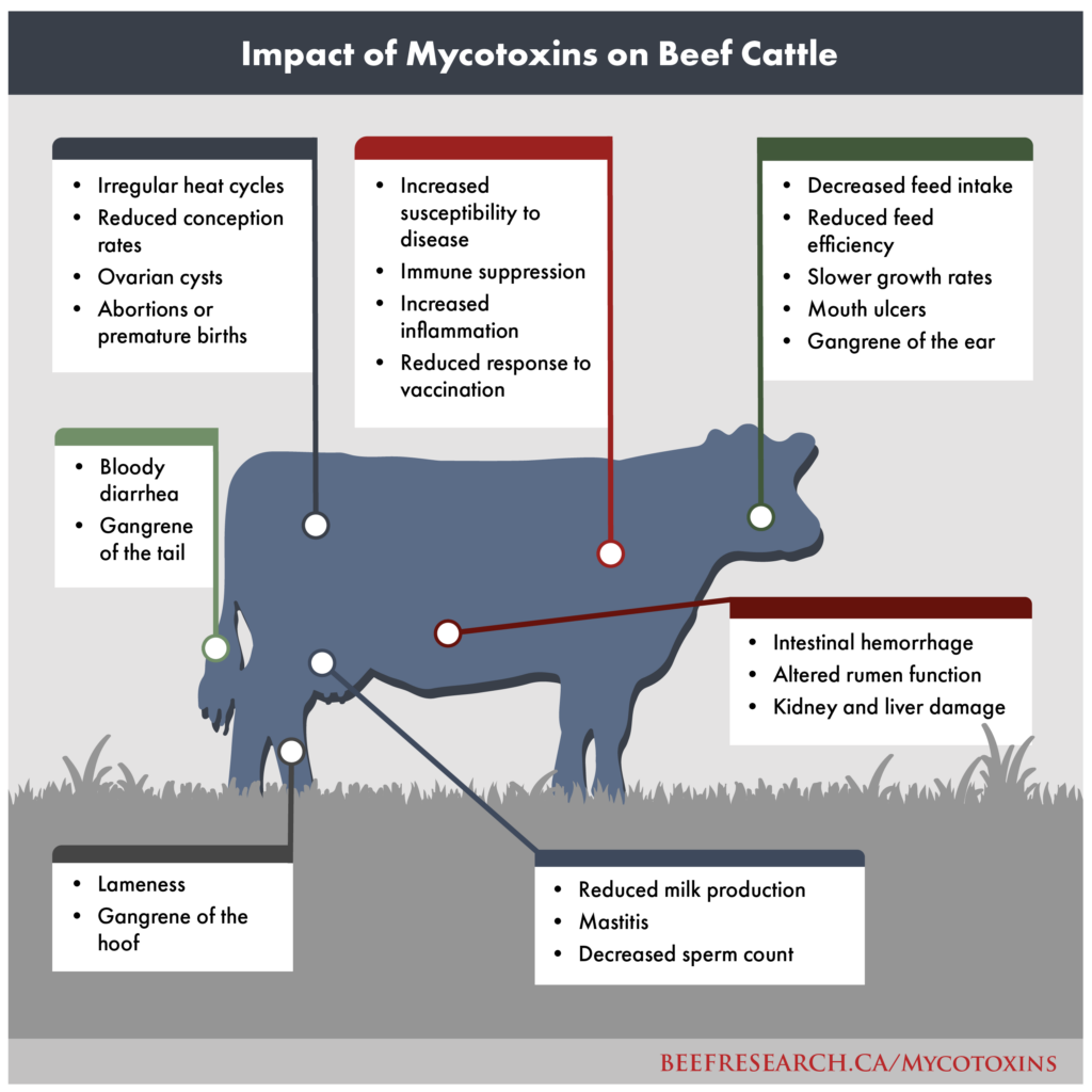 impact-of-mycotoxins-graphic-1024x1024.png