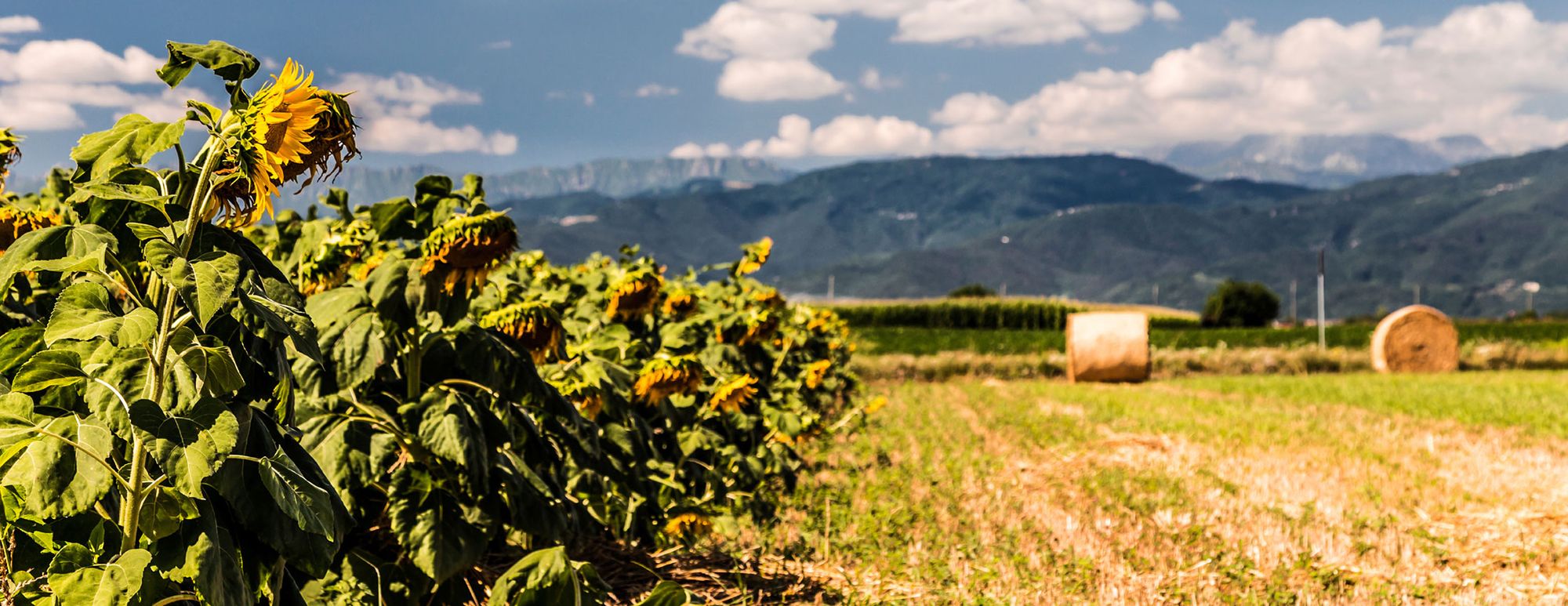 It’s Cocktail Time! – The Amazing Potential of Engineered Biodiversity