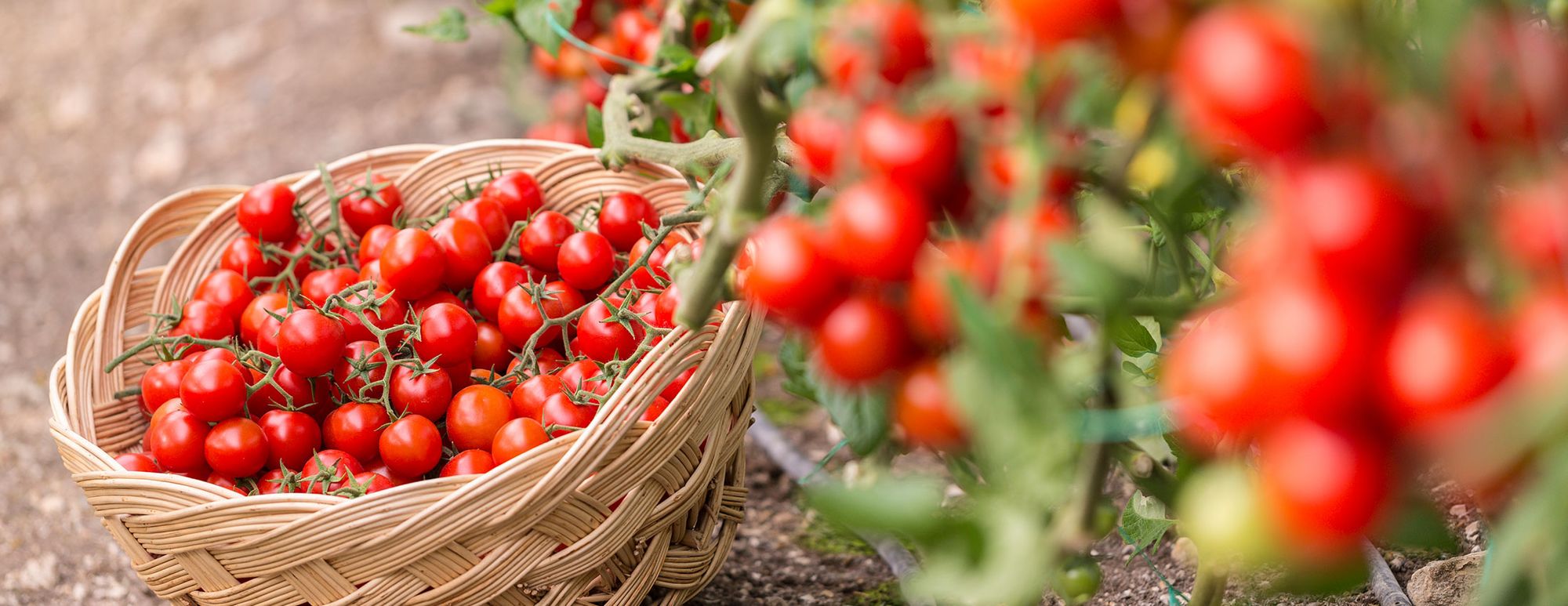 Ten Tips for a Problem-Free, Super Productive Home Garden (Part 3)