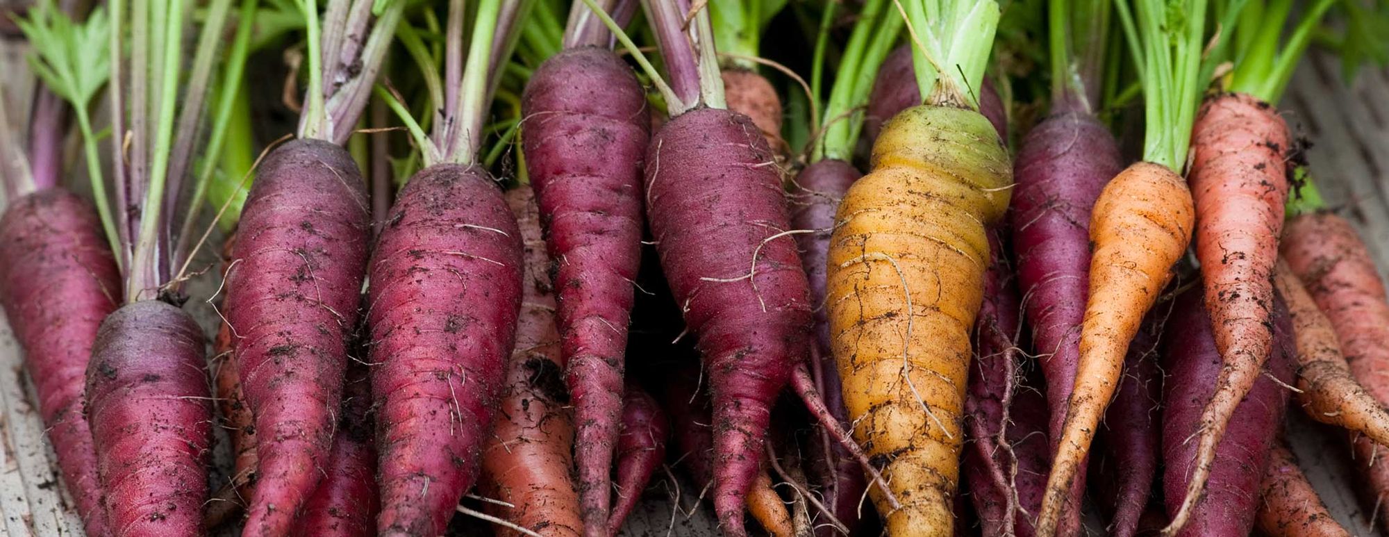 Ten Tips for a Problem-Free, Super Productive Home Garden (Part 4)