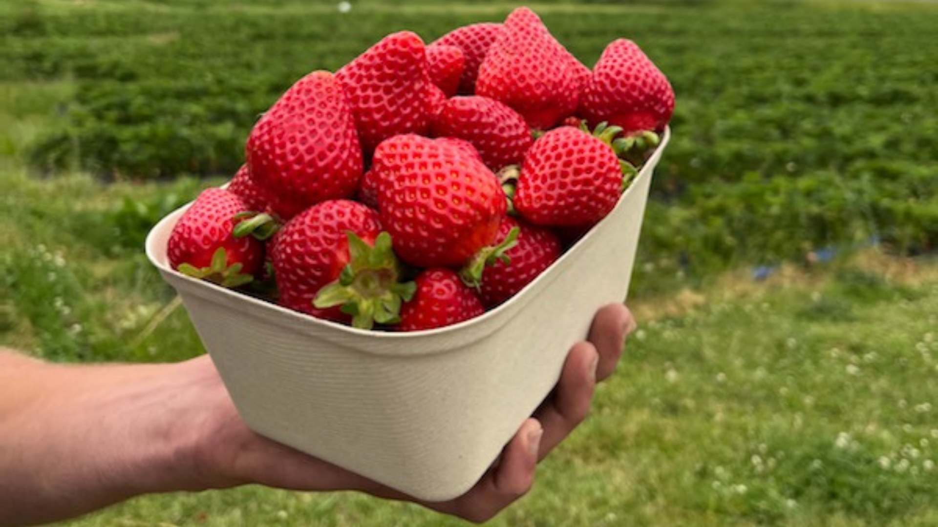 🍓 Client Spotlight: EcoHarvest Tasmania 🌿