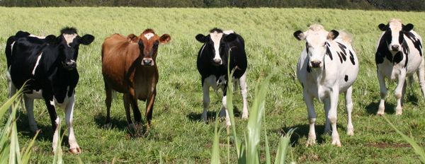 Shifting Paradigms – Navigating the Brave New World of Biology