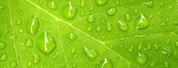 New Findings on Foliar Potassium