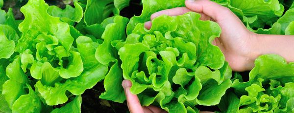 The Beauty of Brix – Ten Things You Need To Know