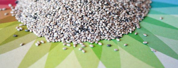 Chia – Anatomy of a Superfood