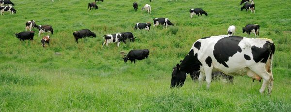 Dairy Farmers Discover a New Way