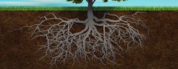 New Plants in a Fraction of the Time