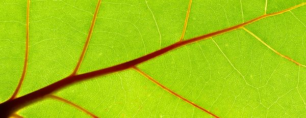 Plant Therapy™ – Fine Tuning Nutrition for Profits