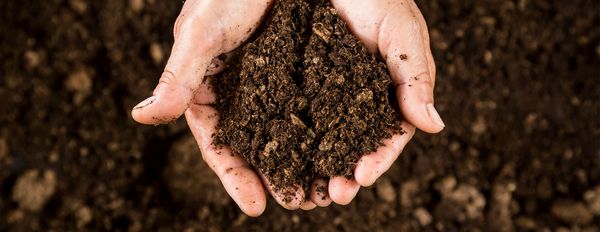 Creating Disease Suppressive Soils – Part 2