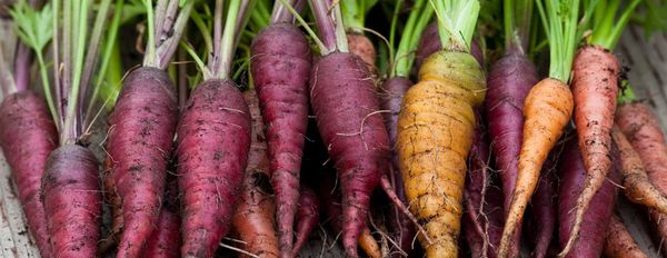 Ten Tips for a Problem-Free, Super Productive Home Garden (Part 4)