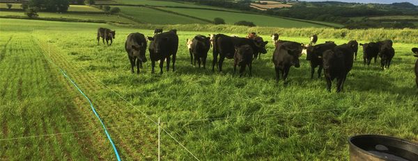 Phosphate Facts – How to Stabilise P and Free Your Frozen Reserves (Part 2)