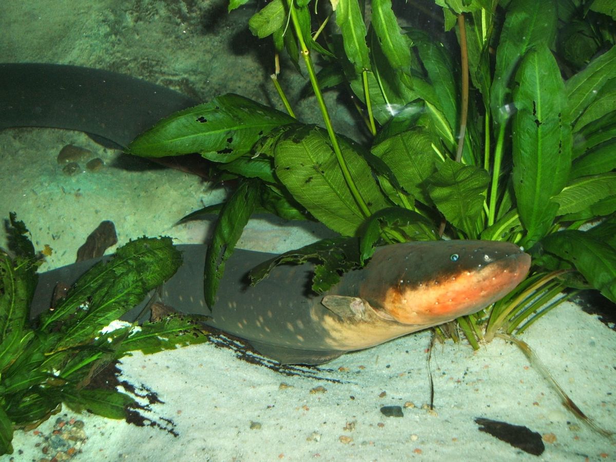 Electric Eel  - Steven G. Johnson, CC BY-SA 3.0 <http://creativecommons.org/licenses/by-sa/3.0/>, via Wikimedia Commons