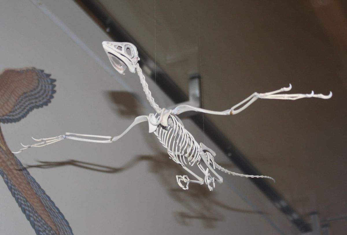 Archaeopteryx in flight at AMNH - Ryan Schwark, CC0, via Wikimedia Commons