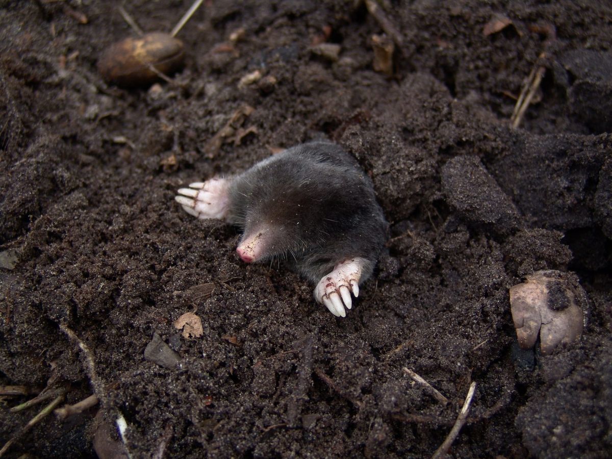 Mole in soil, photo by Beeki https://pixabay.com/photos/nature-animal-mole-rodent-mammal-13298/
