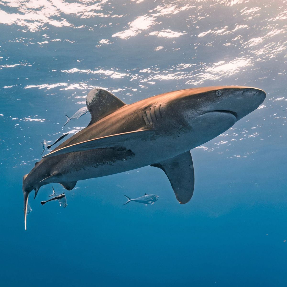 Shark - by https://pixabay.com/photos/fishes-shark-oceanic-whitetip-shark-10043628/