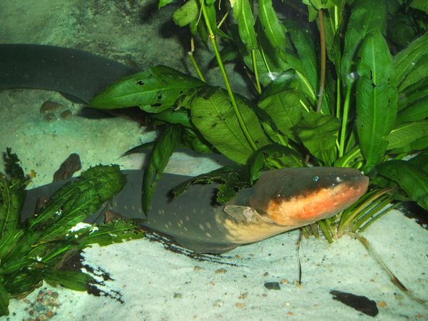 Electric Eel  - Steven G. Johnson, CC BY-SA 3.0 <http://creativecommons.org/licenses/by-sa/3.0/>, via Wikimedia Commons