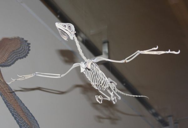 Archaeopteryx in flight at AMNH - Ryan Schwark, CC0, via Wikimedia Commons