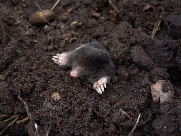 Mole in soil, photo by Beeki https://pixabay.com/photos/nature-animal-mole-rodent-mammal-13298/