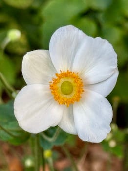 A large white Japanese anemone blossom with a bright yellow center.