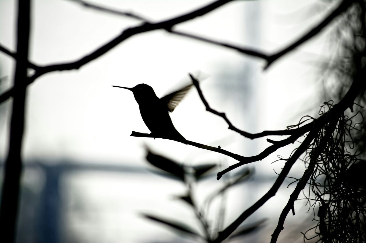 Black and white image of a hummingbird on a small branch about to take flight