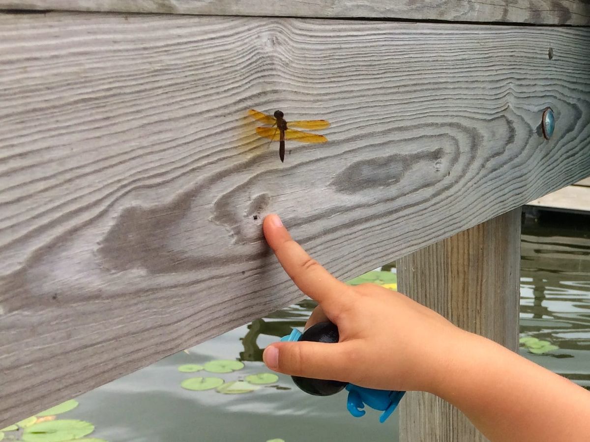 A child's hand pointing at a dragonfly that is resting on a wooden fence, and holding a toy. Water and lily pads ar below.