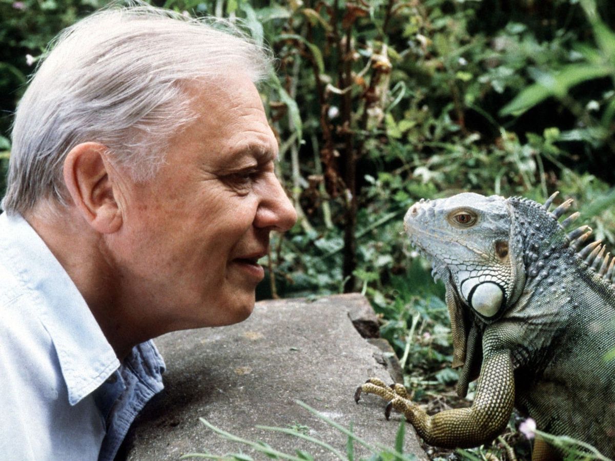 David Attenborough eye to eye with an iguana, a stone ledge between them, surrounded by folliage. 