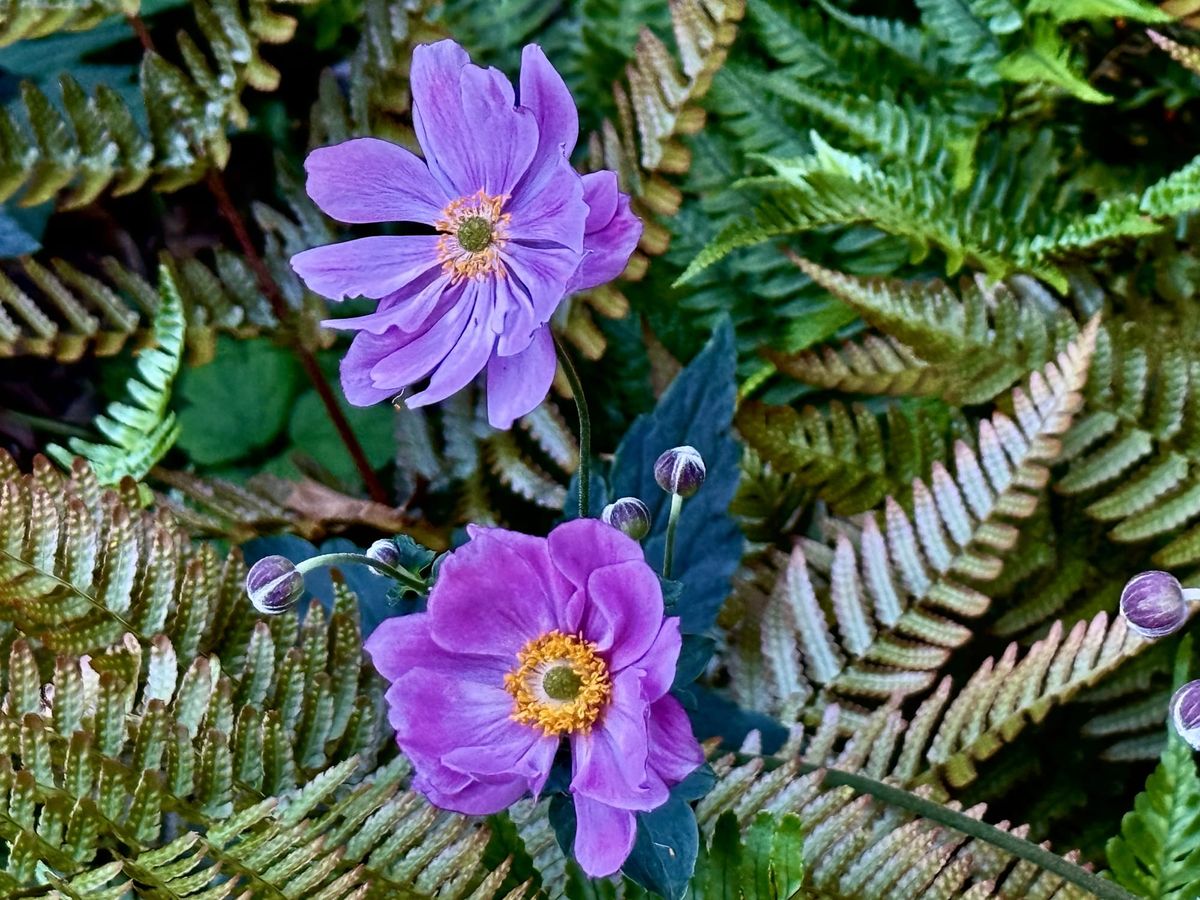 Two large purple Japanese anemone flowers with open petals and hellow centers surrounded by ferns