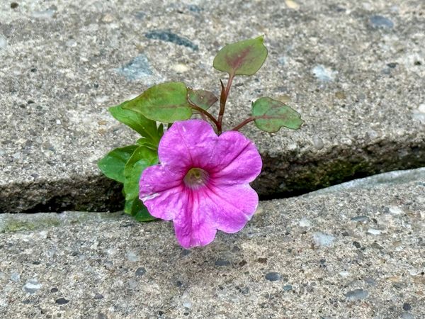 Growing Through the Cracks
