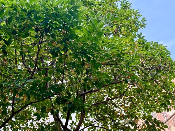 The leafy branches of a magnolia tree.