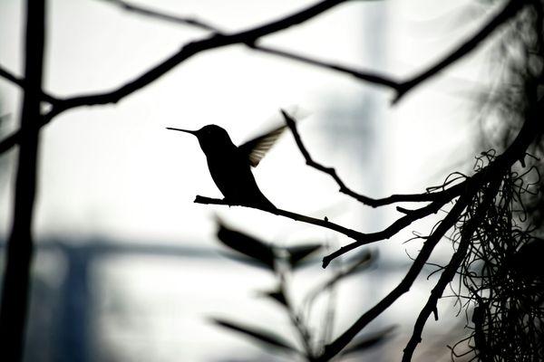 Black and white image of a hummingbird on a small branch about to take flight