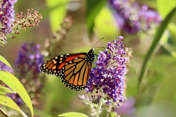 An orange monarch butterfly resting on a purple butterfly bush blossom