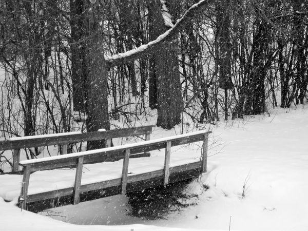 A small wooden footbridge, covered in snow with banks of snow on either side, and snow covered trees in the background