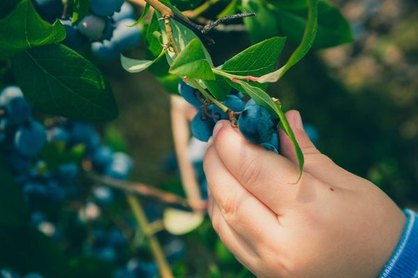 A child's hand holds onto blueberries still attached to a leafy branch