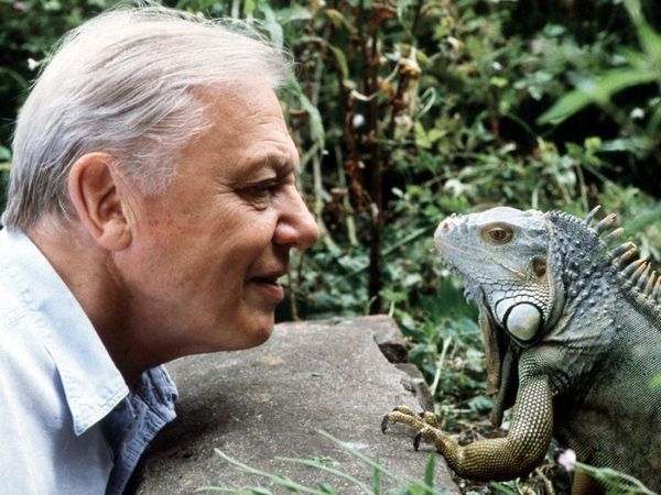 David Attenborough eye to eye with an iguana, a stone ledge between them, surrounded by folliage. 