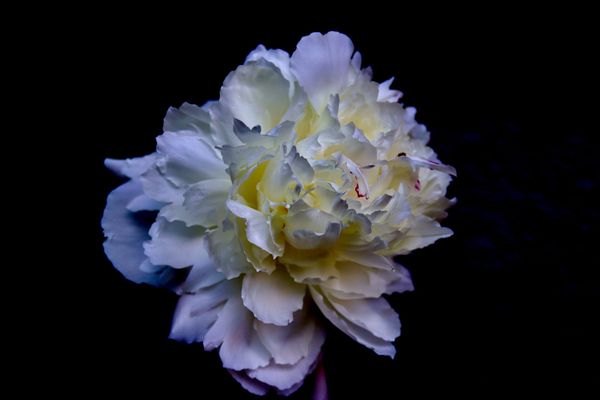 A large, white peony flower, fully unfurlled against a dark background