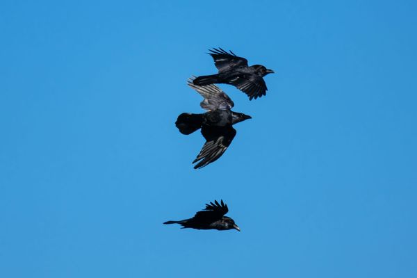 Three black ravens flying against a bright blue sky