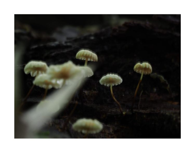 A Happy 🇨🇦 Thanksgiving!