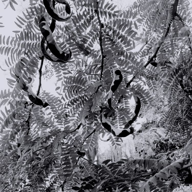 Interbeing, continuity and the present