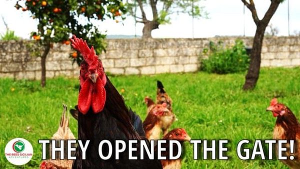 The Chickens are FREE!