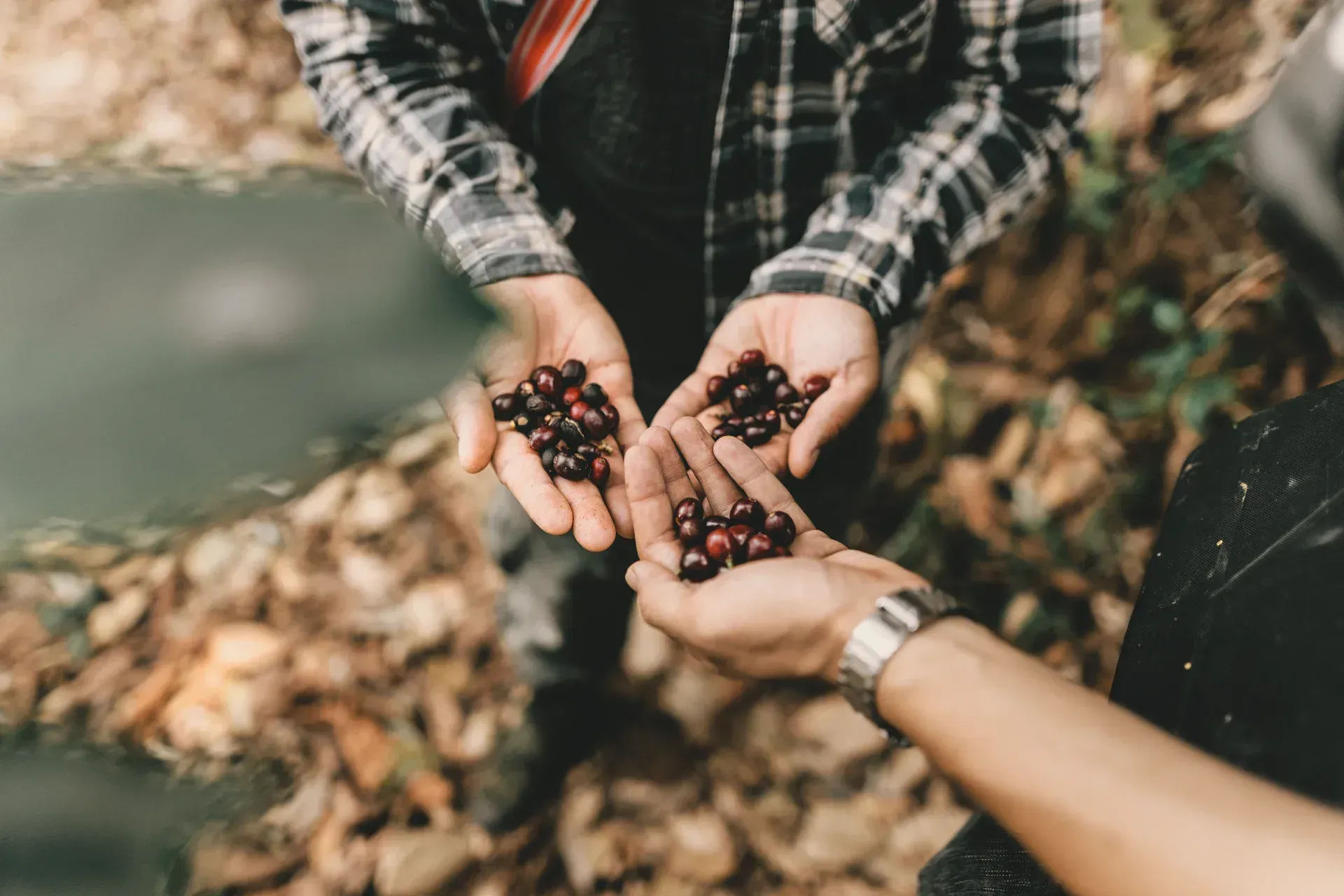 Three pairs of hands held out at the same level, each cupping a small handful of red coffee cherries. The hands belong to different people — no one above, no one below.